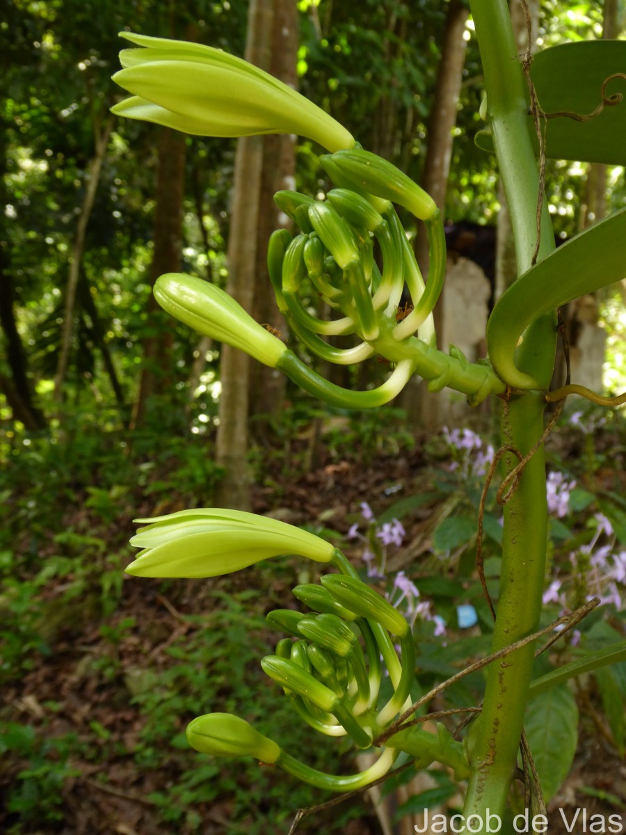 Vanilla planifolia Andrews
